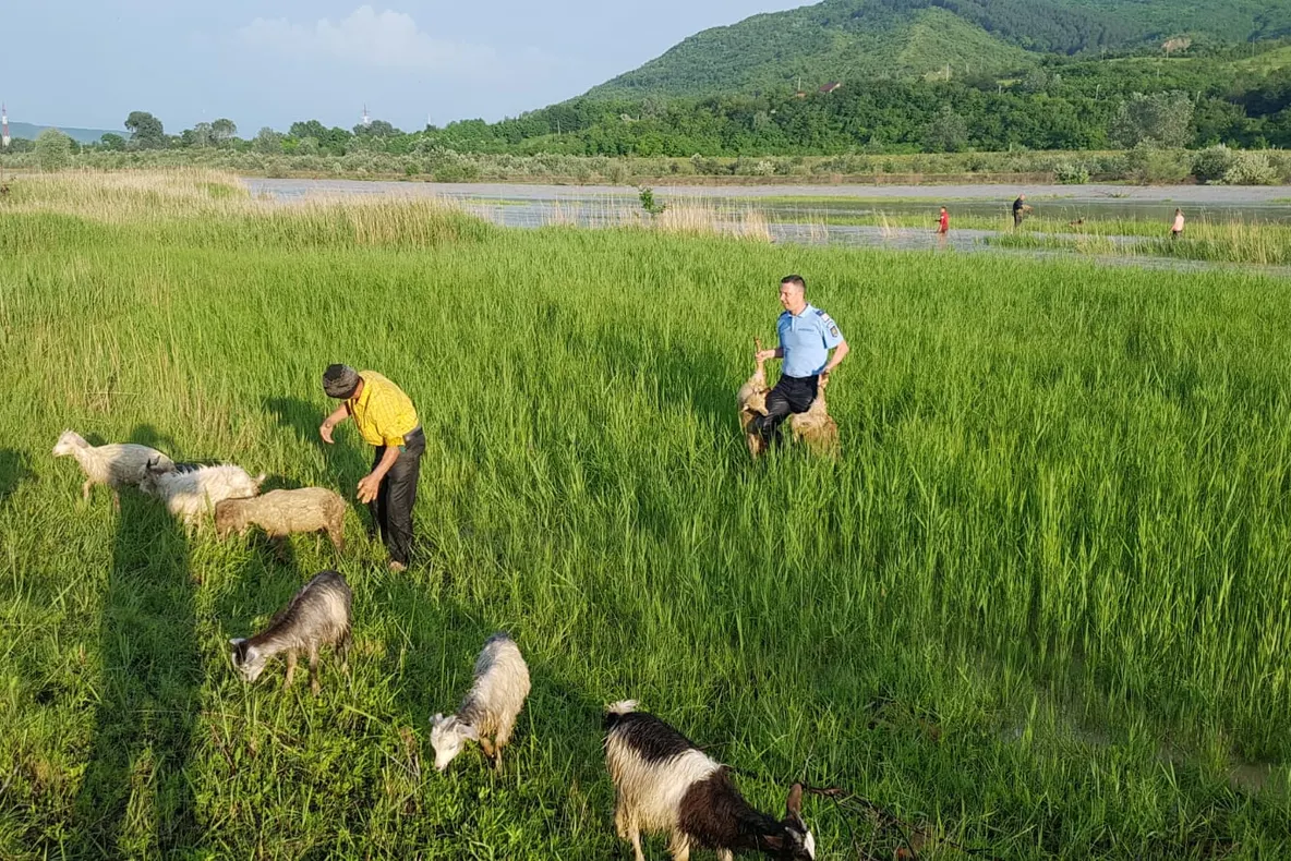 Noi focare de variolă ovină și caprină în Buzău. Aproape 10.000 de animale, în pericol