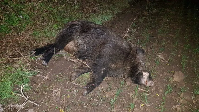 Pestă porcină confirmată la un mistreț găsit mort, în județul Buzău
