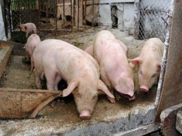 Încă două focare de Pestă Porcină confirmate la nivelul județului Buzău