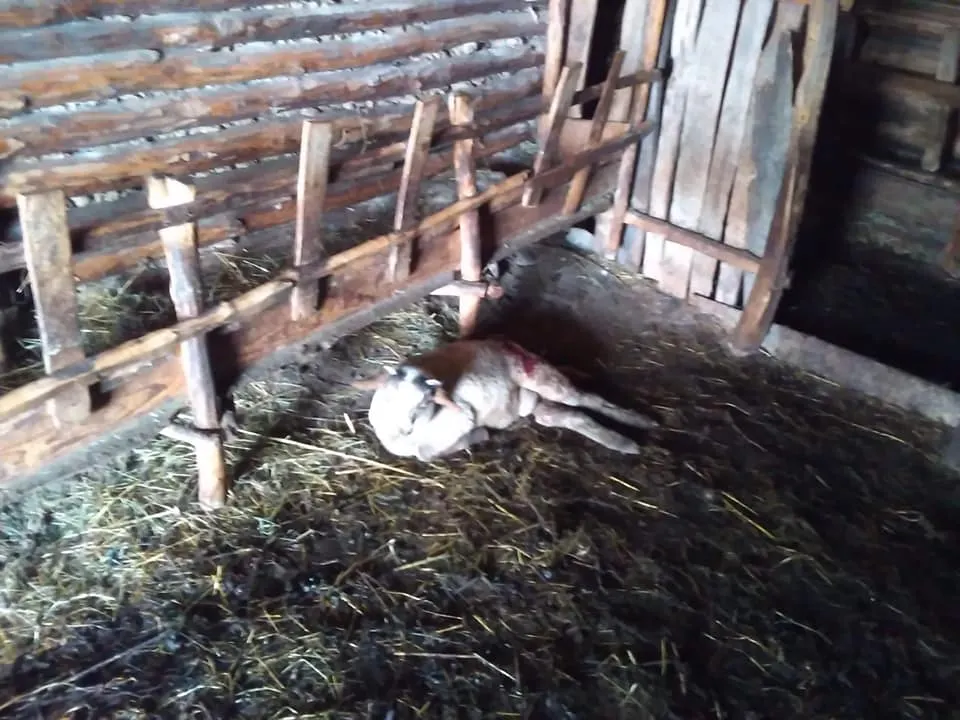 Încă un atac, aseară, la Colți