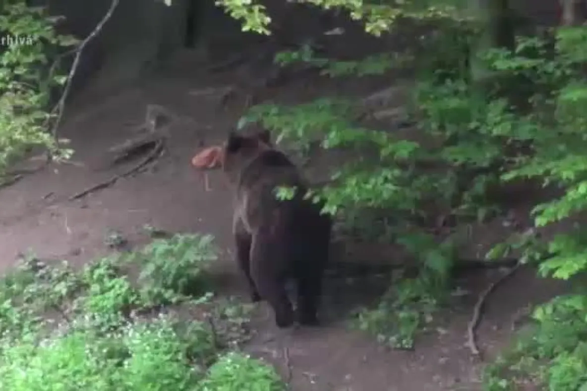 Au împușcat ursul !