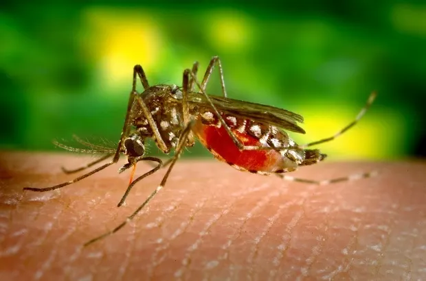 Deznodământ dramatic în cazul unei femei bănuită că a contractat virusul West Nile