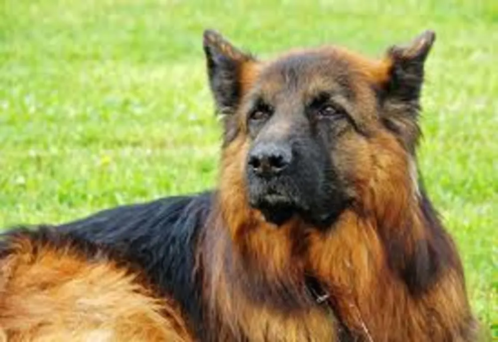 Se caută părinți adoptivi pentru un câine polițist mai timid