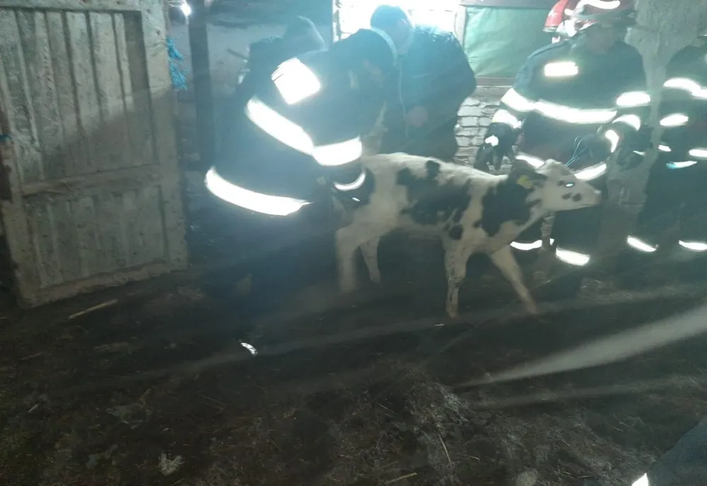 Video| 150 de oi, prinse sub plafonul căzut, la o fermă de lângă Râmnicu-Sărat