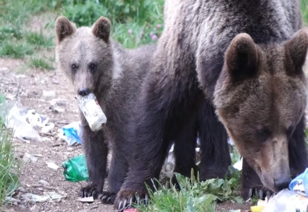 Buzoienii din zonele de munte vor primi bani pentru a instala garduri electrice