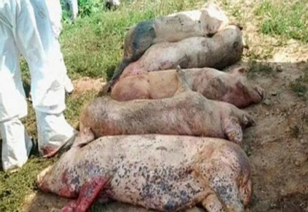 Focare de pestă porcină în trei comune