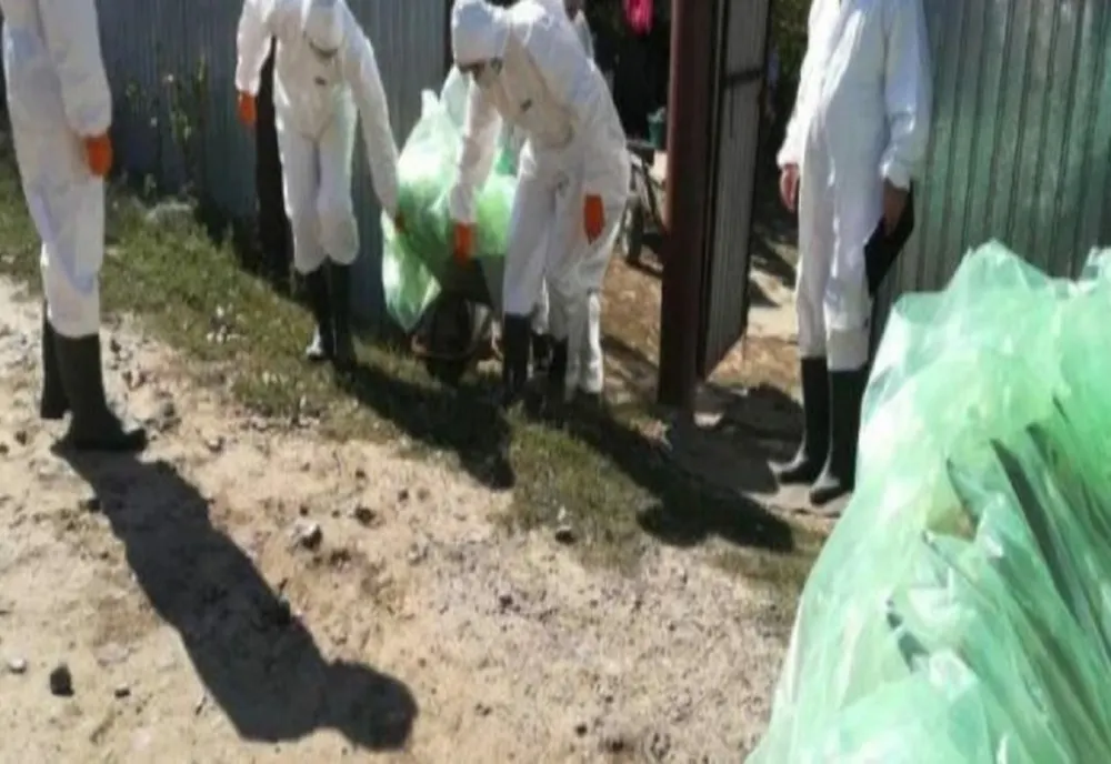 Focar de pestă porcină la o fermă cu peste 8000 de capete din localitatea Florica