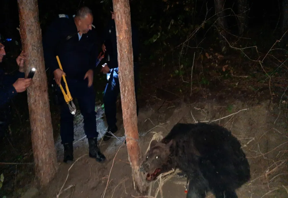 Urs prins în laț la Cănești