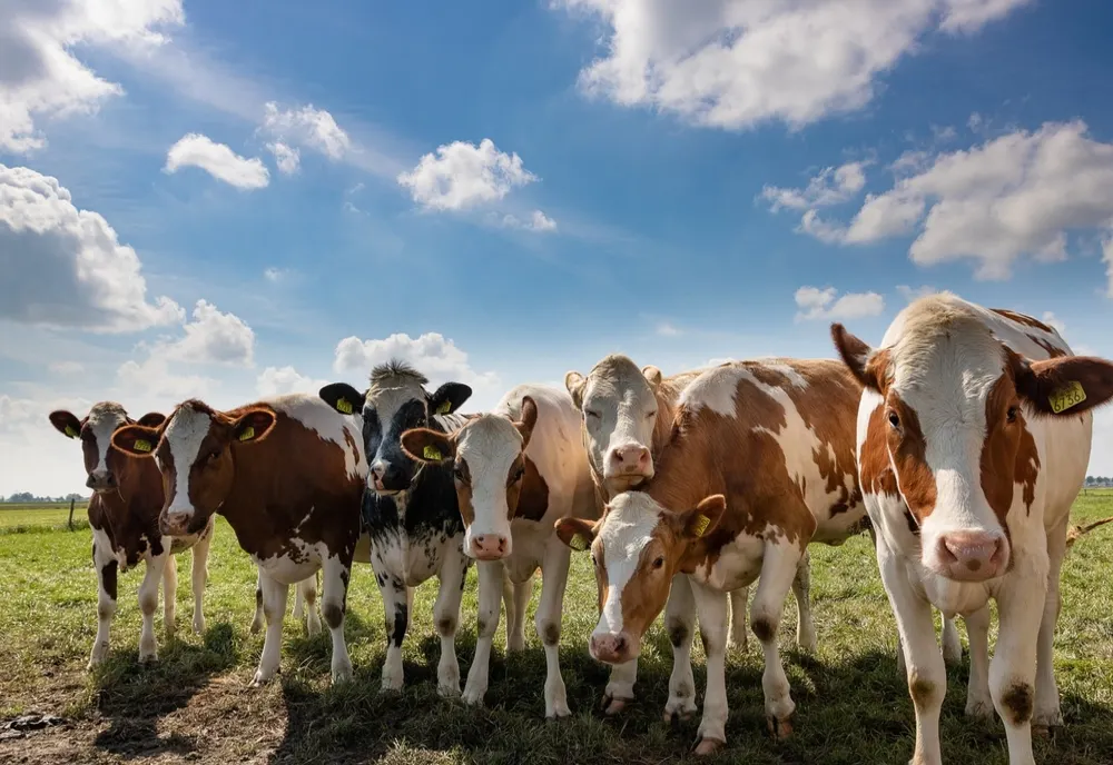 A reclamat că i-au dispărut 11 bovine. Polițiștii le-au găsit la 4 km distanță