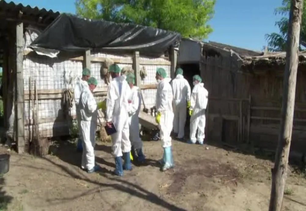 În perioada 29 octombrie - 4 noiembrie au fost înregistrate 24 de focare noi de PPA, dintre care câte două în județele Brăila și Buzău