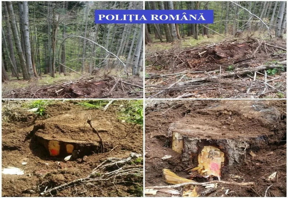 56 de arbori tăiați ilegal în zona împădurită din localitatea Balta Tocila