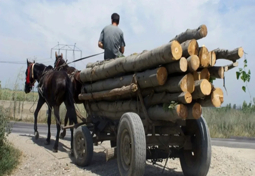 Bărbaţi depistați la scurt timp după ce ar fi tăiat ilegală și sustras mai mulţi furt de arbori