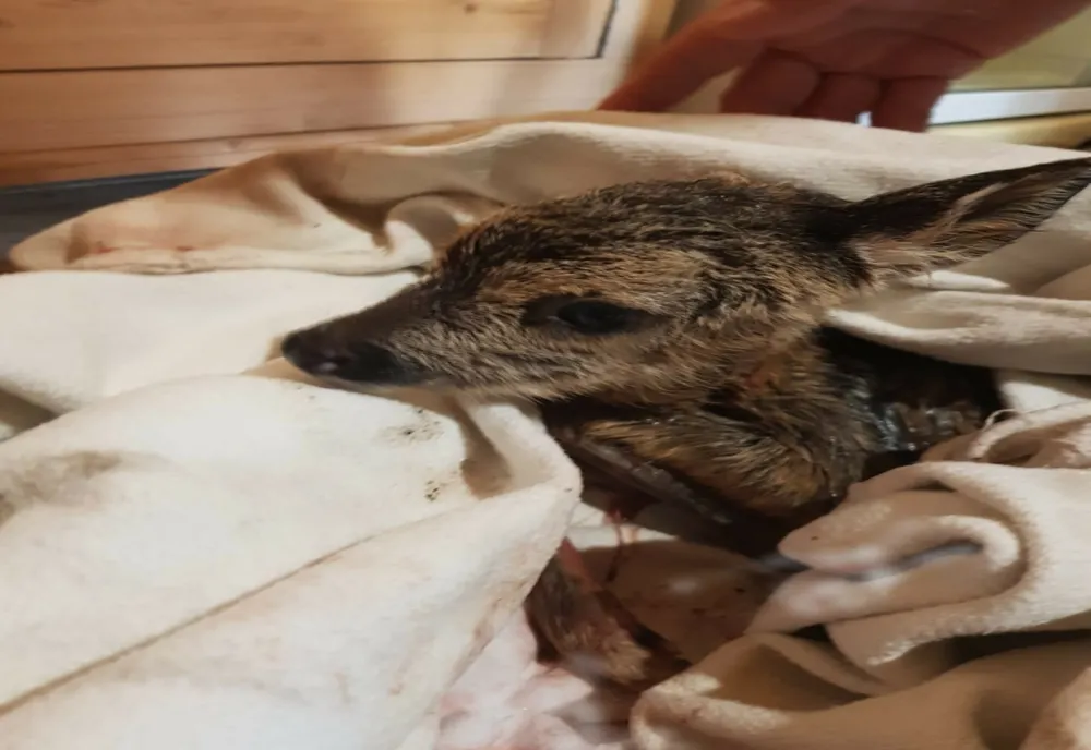 Video: Misiune de salvare a unei căprioare