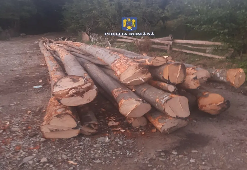 Bărbat surprins de polițiști când fura  material lemnos dintr-o pădure din localitatea Lopătari