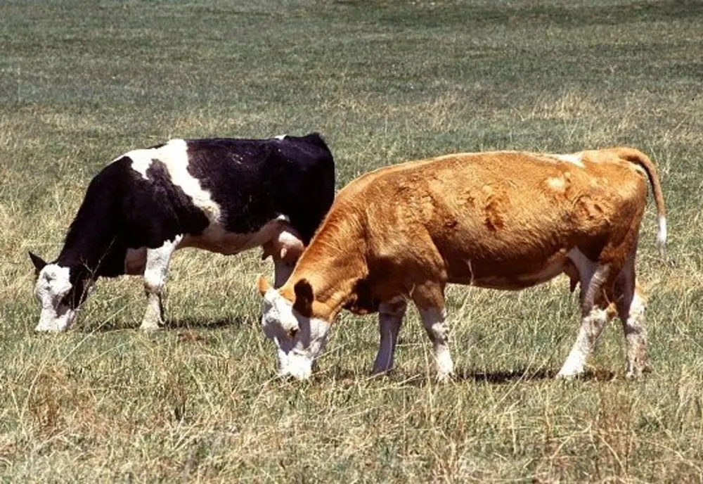 Bănuiţi de furt de animale, identificaţi şi depistaţi de poliţişti 