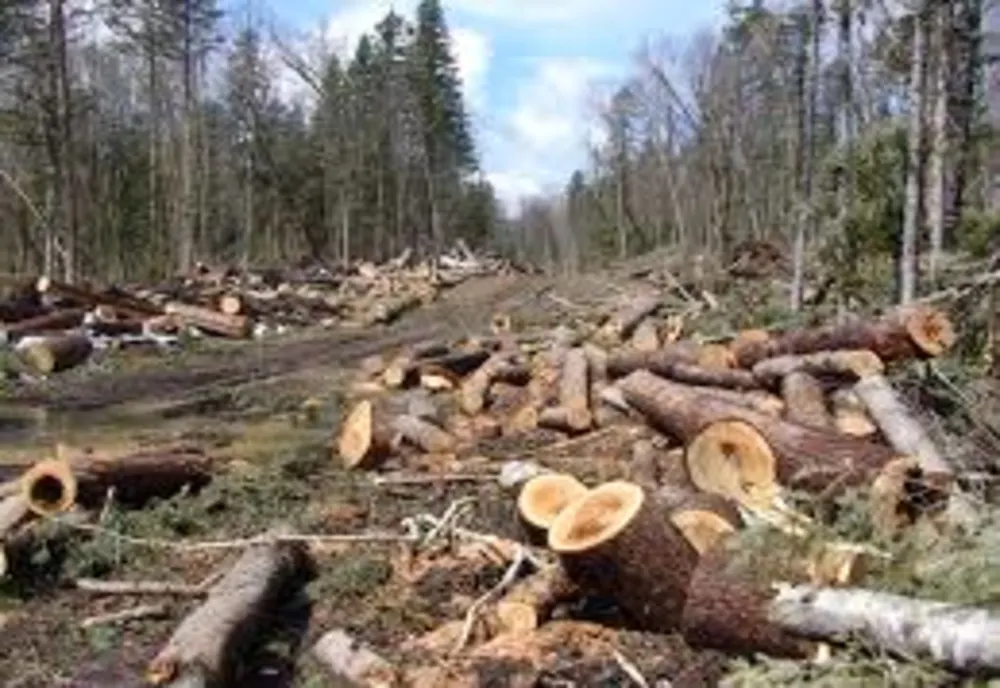 Un bărbat din Colți acuzat că ar fi tăiat ilegal și ar fi sustras 12 arbori din specia fag