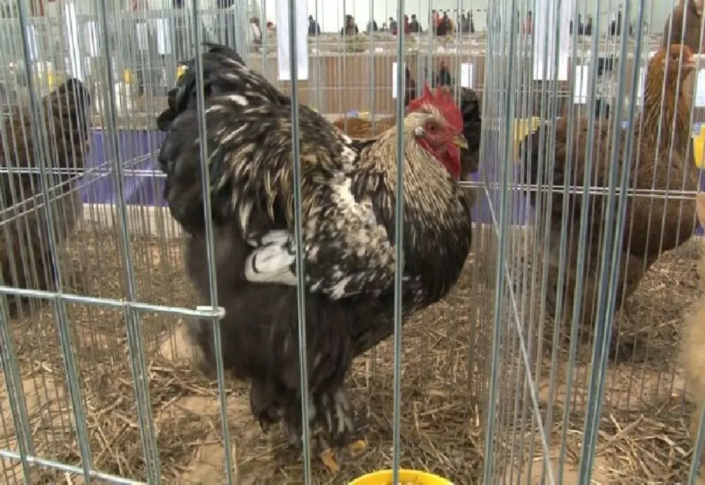 Trei tineri, din Vadu Pașii și Săgeata, reținuți pentru 24 de ore pentru că ar fi sustras mai multe păsări din gospodăria unei femei din Vadu Pașii