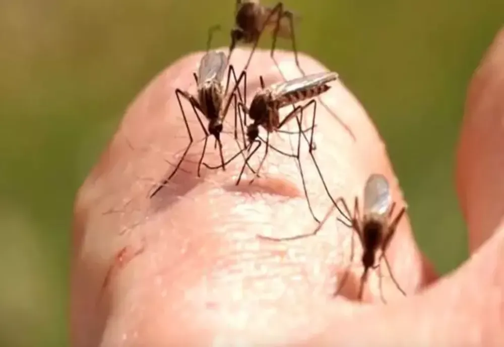 CREȘTEREA NUMĂRULUI DE ÎNȚEPĂTURI DE INSECTE ÎN SEZONUL DE PRIMĂVARĂ. CE TREBUIE SĂ ȘTIM DESPRE TRATAMENT ȘI URGENȚELE MEDICALE 