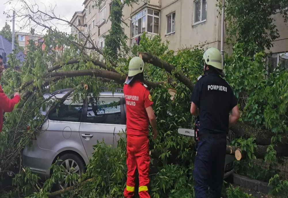 Furtuna a doborât mai mulți copaci în municipiul Buzău