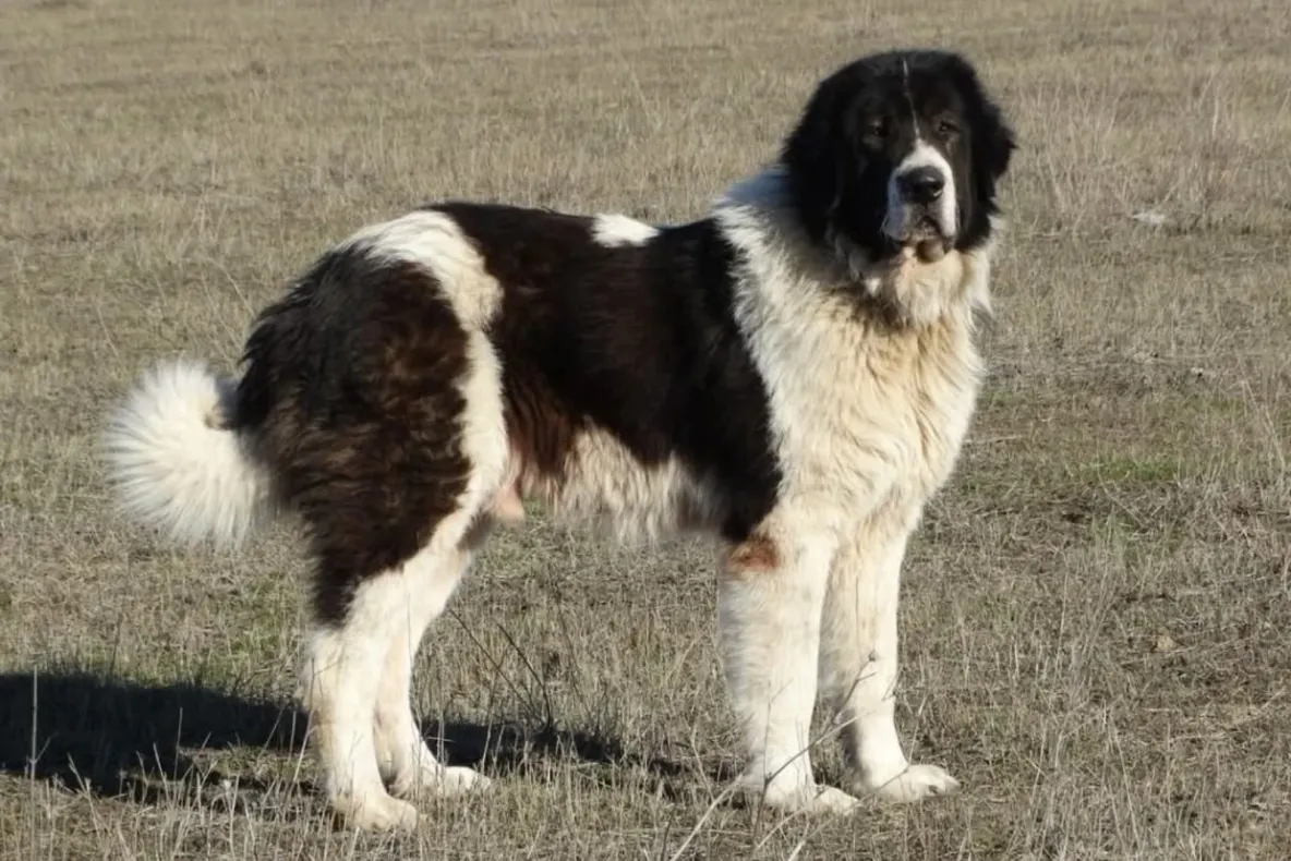 Incident șocant în județul Buzău. Un copil de patru ani a fost ucis de un câine de pază