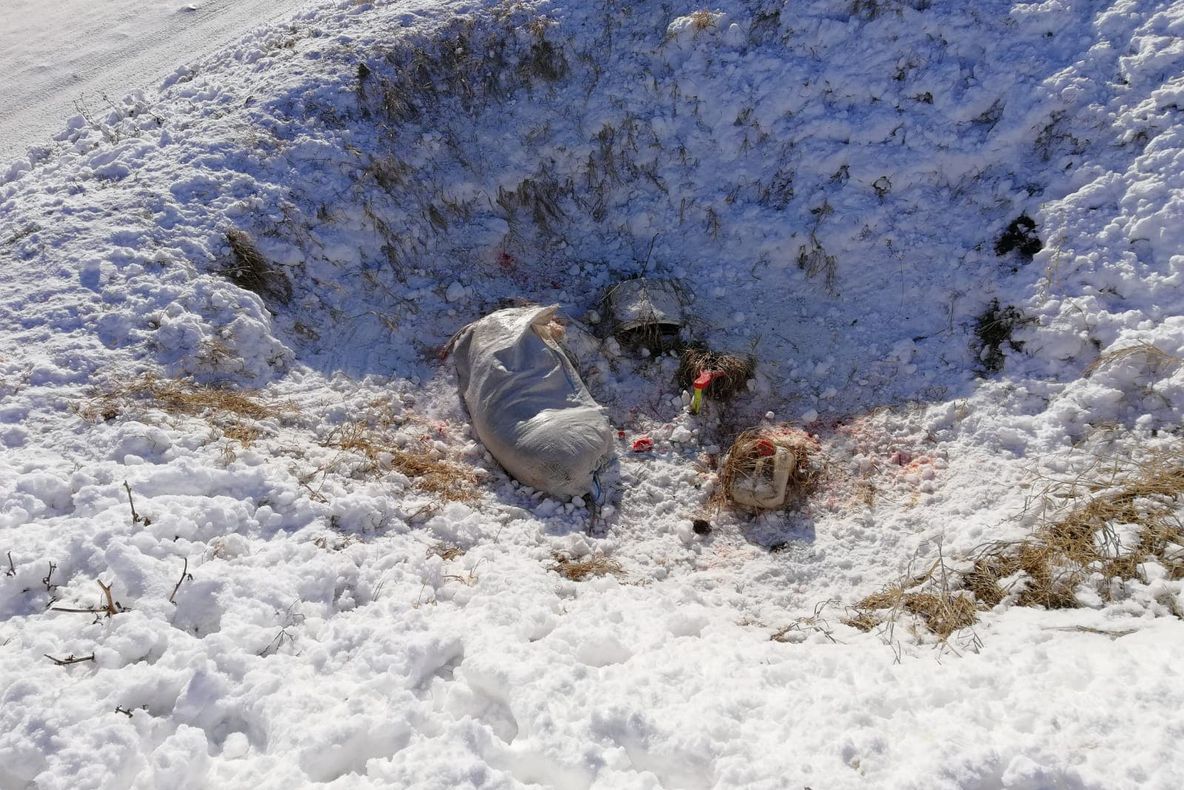 Cadavre de porci, abandonate la marginea Buzăului