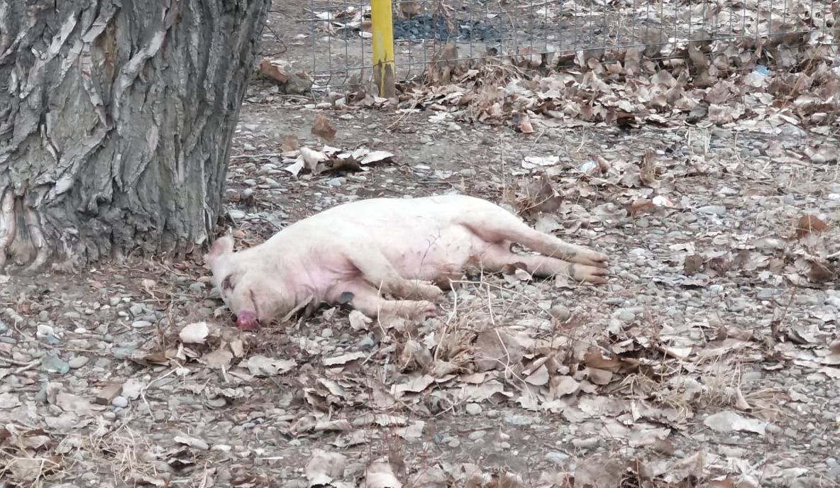 Cadavrul unui purcel, abandonat la o rampă de gunoi din municipiul Buzău
