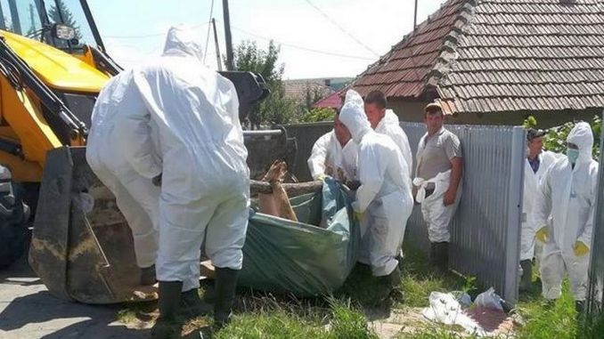 Buzoienii, lăsați fără porci din cauza pestei, au fost despăgubiți