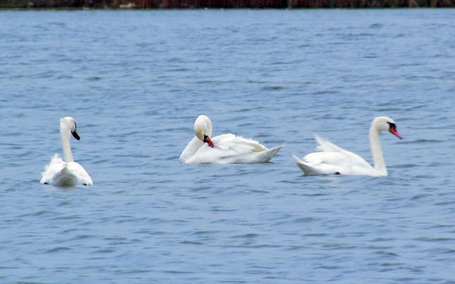 Spectacol natural, la marginea unei comune buzoiene