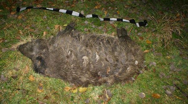 Un nou caz de pestă porcină africană la un mistreț găsit mort la Beceni