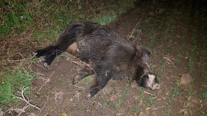 Încă două cazuri de pestă porcină confirmate la mistreți