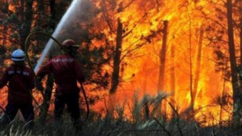 Incendiu de proporții la Nehoiu. Arde pădurea și echipele de intervenție nu pot opri flăcările