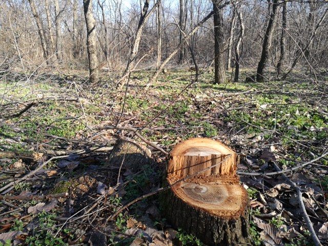 Tăierile din Crîng, legale