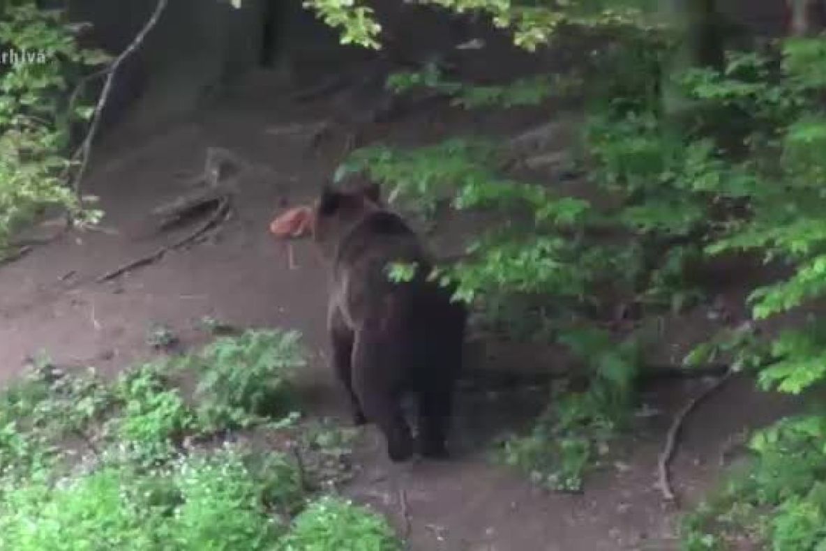 Au împușcat ursul !