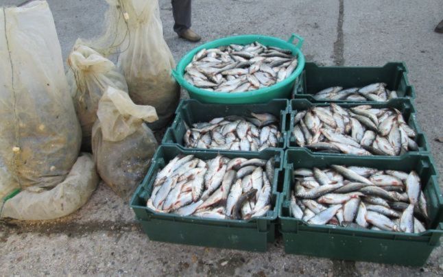 A cumpărat pește stricat de la Buzău dar a fost prins de polițiști la Mizil