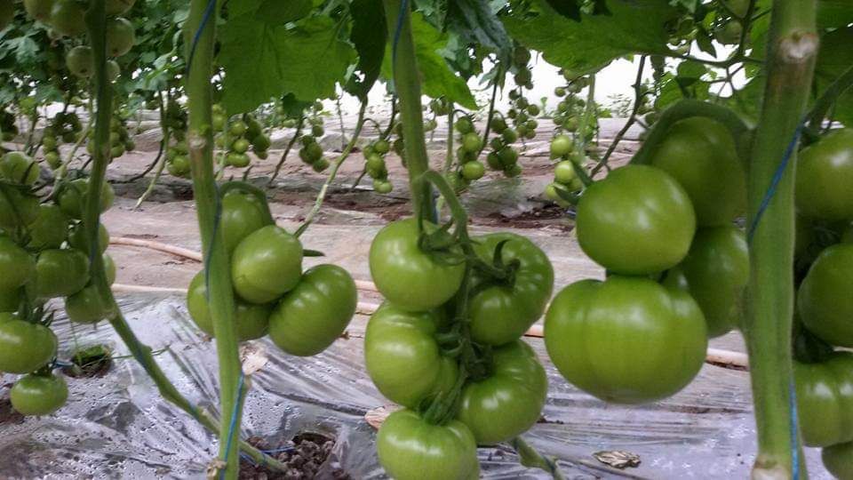 Bondari în loc de stimulent de coacere şi prădători naturali pentru daunători, în solariile din Buzău