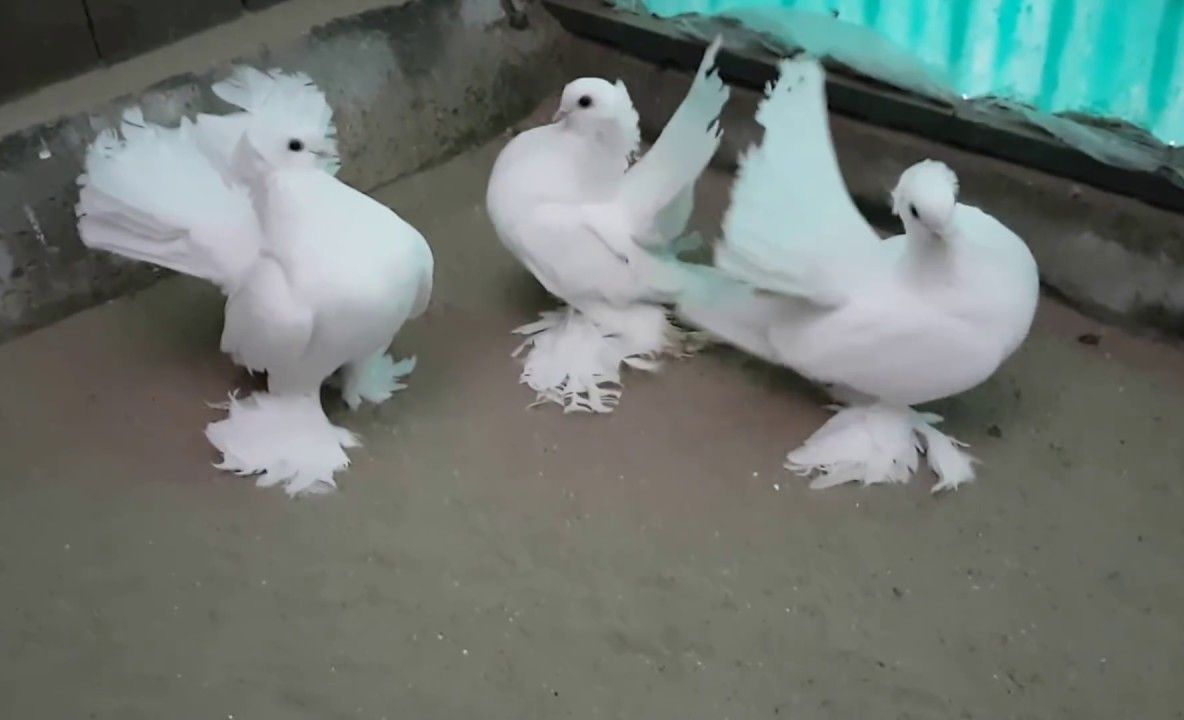 Hoți de porumbei, picați în plasa polițiștilor buzoieni