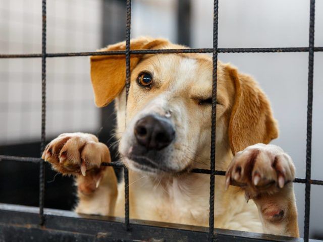 De Ziua Copilului, târg de adopţii la Serviciul de Ecarisaj