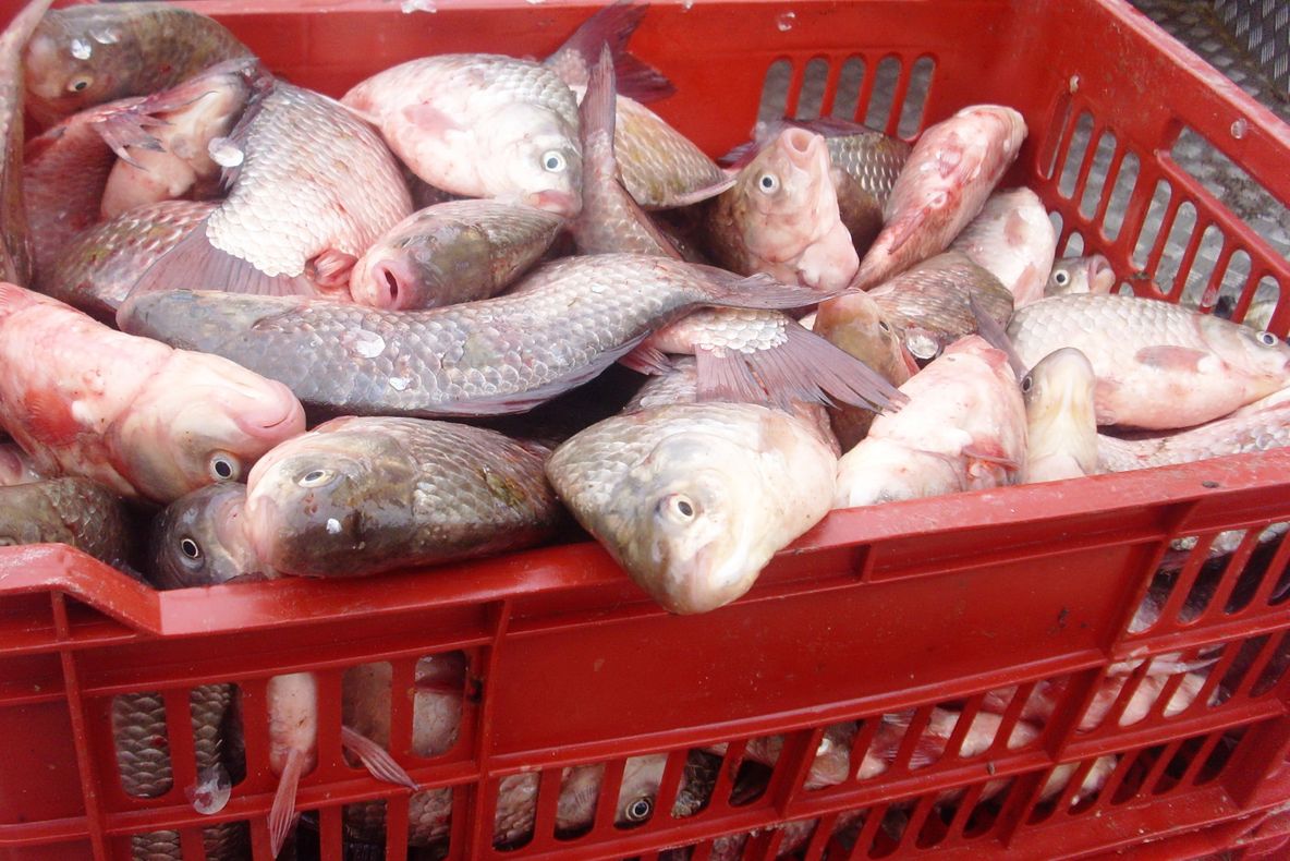 Video Percheziții în toată țara. Peste 30 de tone de pește, impropriu consumului, confiscat