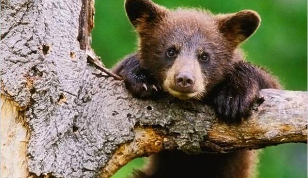 Să le fie urșine !