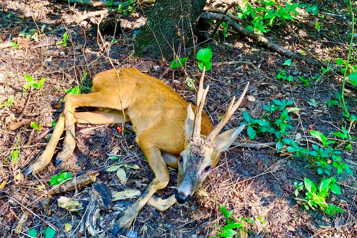 Un căprior a fost găsit agonizând în Parcul Crâng