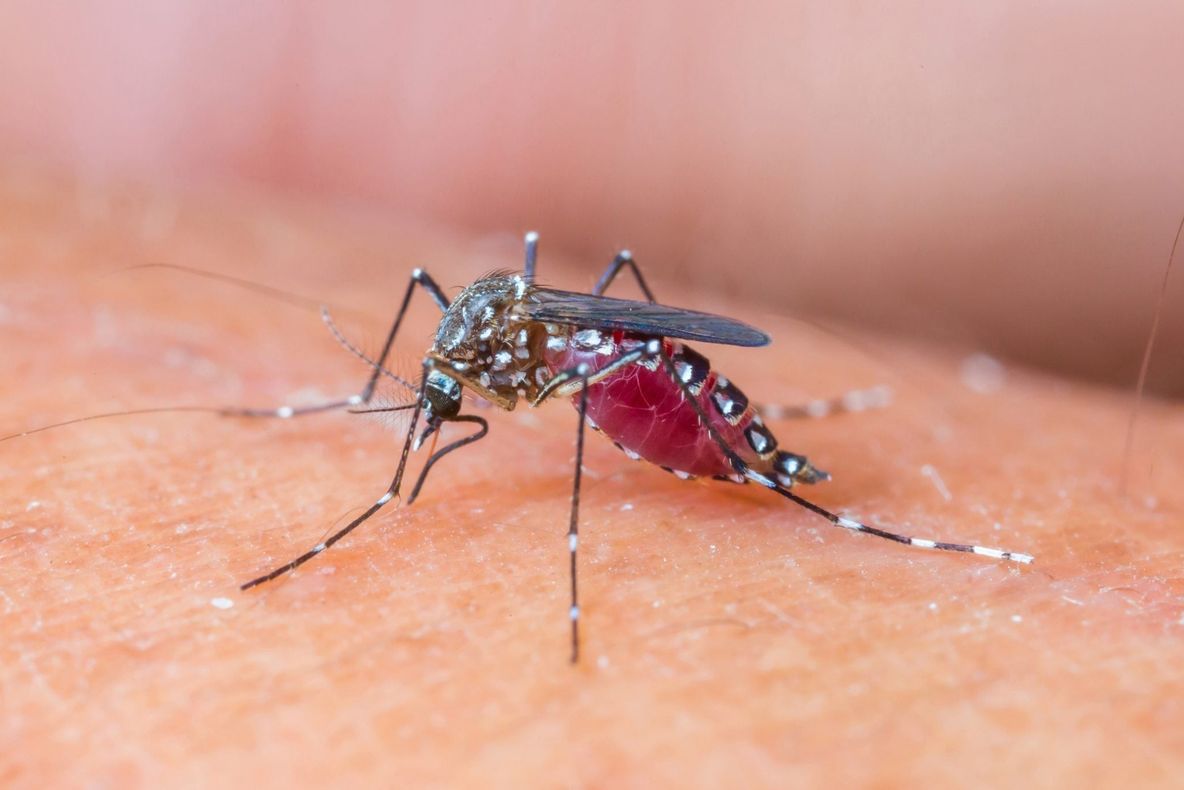 Virusul West Nile a făcut încă o victimă la Buzău