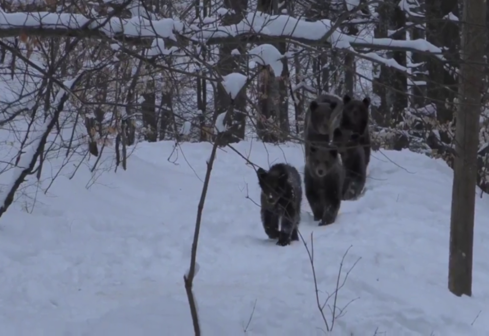 Video | S-au lăsat fotografiați, fără pic de "urșine"