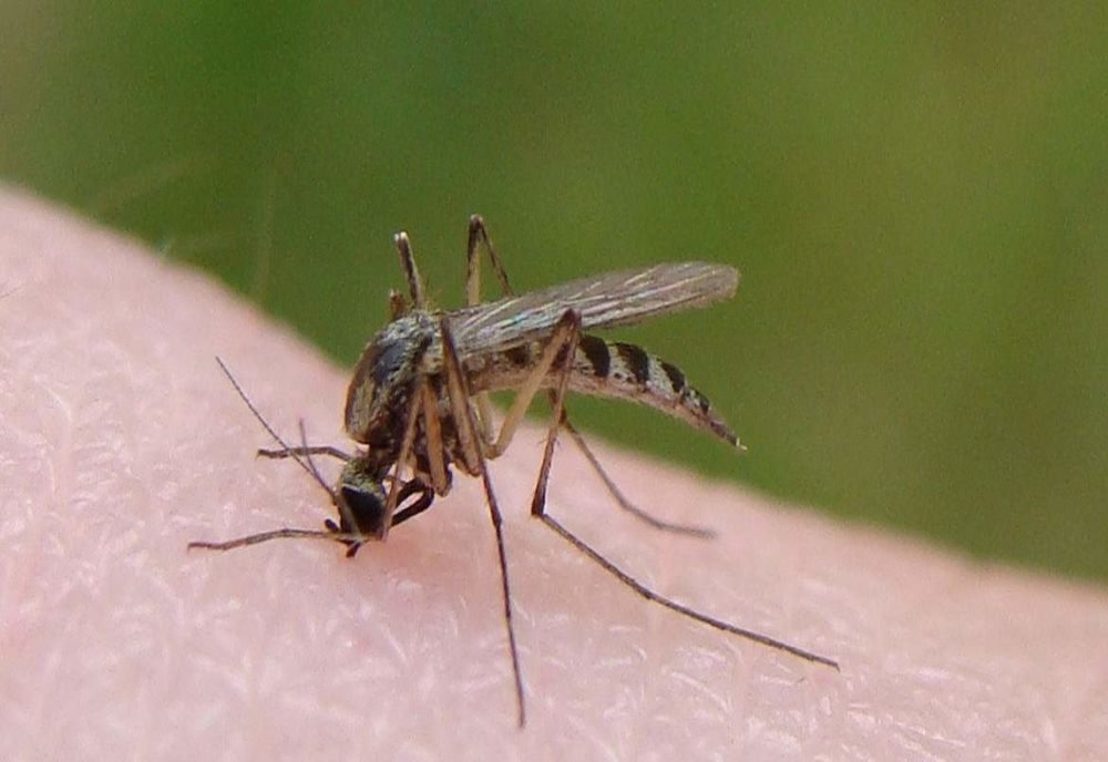 Cazul surprinzător al decesului unul gălățean: Bărbatul era infectat cu COVID-19 și West Nile