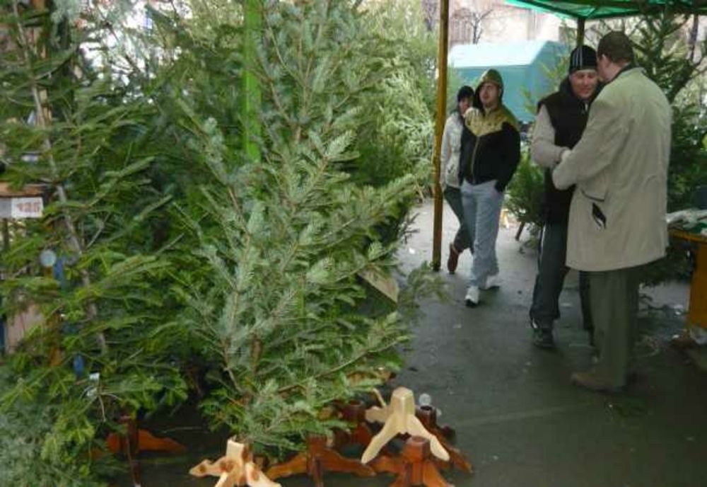 Direcția Silvică Buzău scoate la vânzare brazi de Crăciun