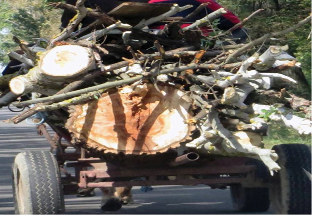 Poliţiştii verifică transporturile de material lemnos