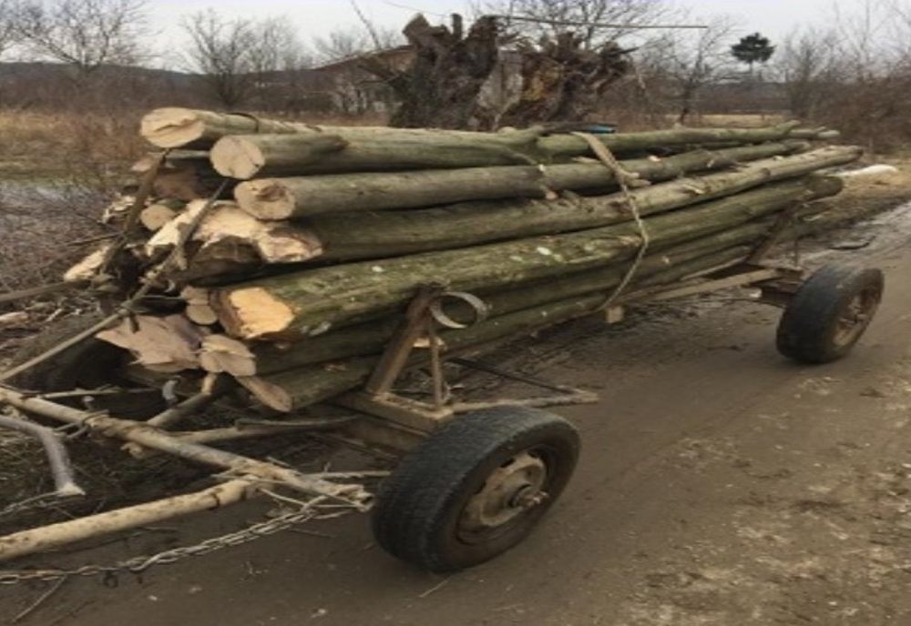 Lemne furate transportate cu căruța