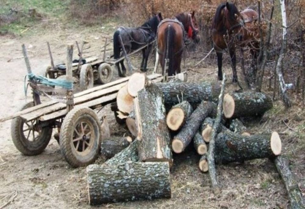 Bănuiți de tăierea fără drept a unor arbori