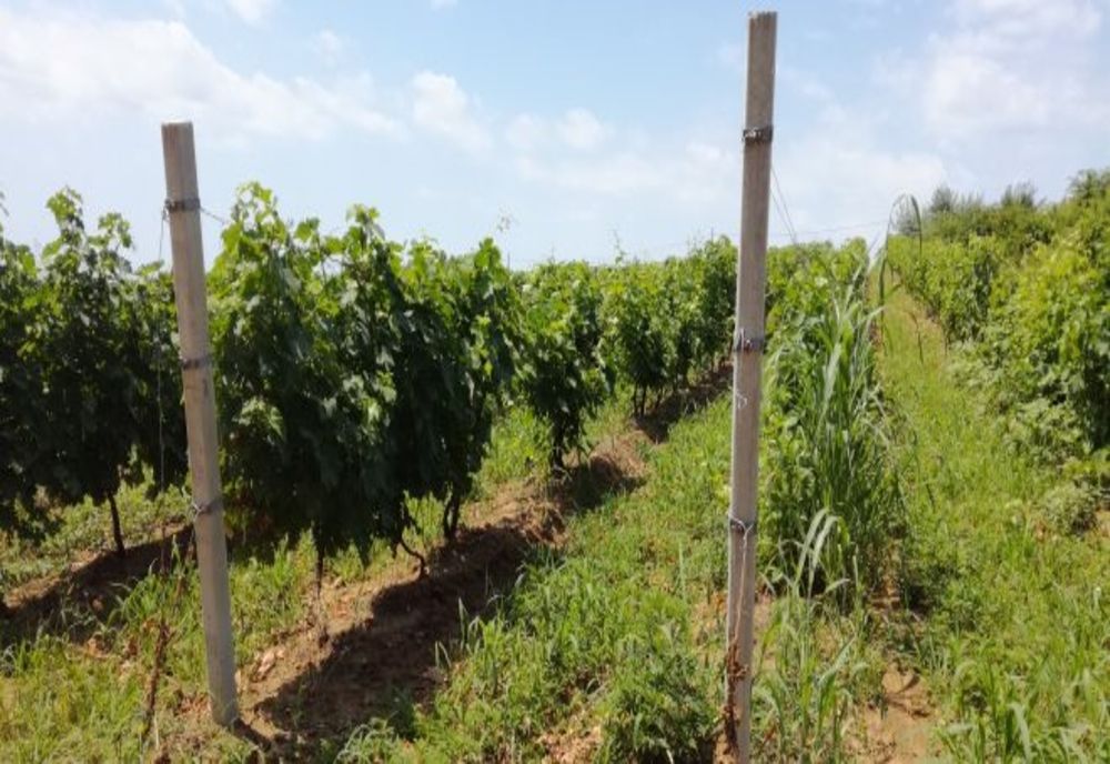 Au furat 200 de stâlpi de beton de pe un teren agricol