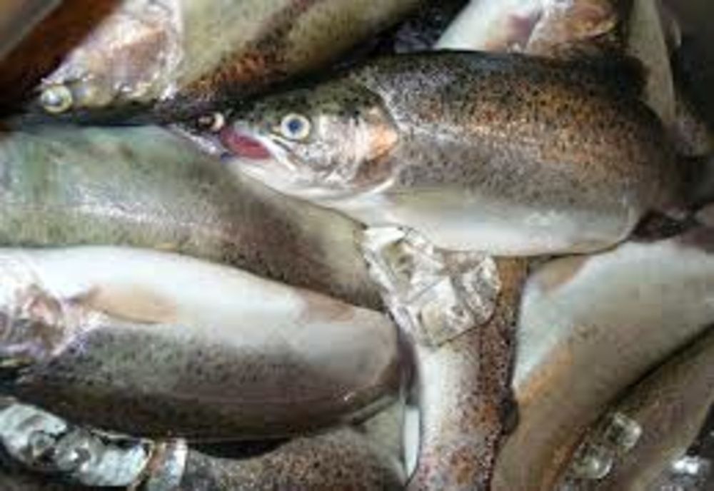 Dosar penal pentru braconaj piscicol