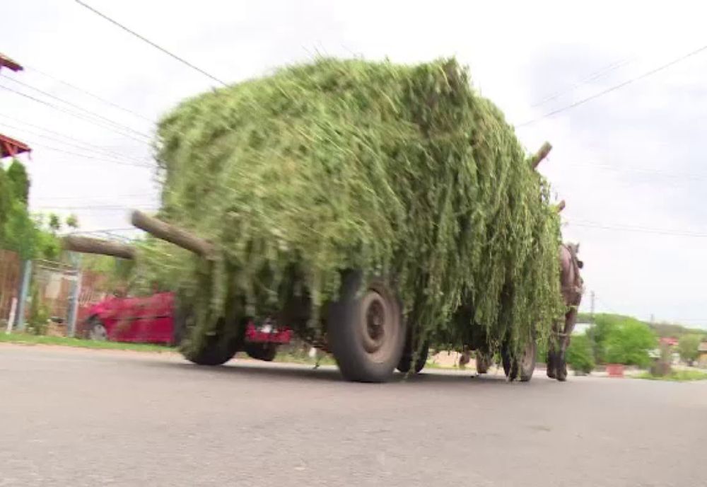 Prins în flagrant când fura furaje